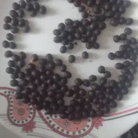 دانه یسر.تسبیح