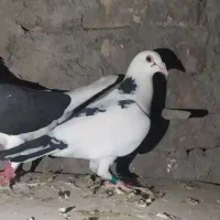 کبوتر یا کفتر