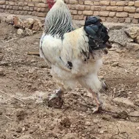 تخم نطفه دار برهما اصل