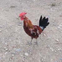 خروس گلین