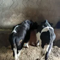 چهارراس گوساله نر