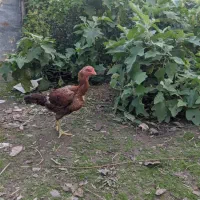 مرغ لاری افغان اصیل