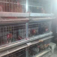 قفس مرغ تخم گذار