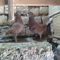 کبوتر وکفتر