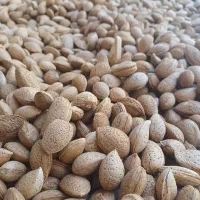بادام بادوم درختی