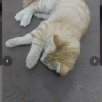 بچه گربه سه چهار ماه