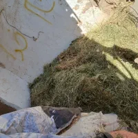 گیاه برای دامدار|حیوانات مزرعه|فیروزآباد (لرستان), |دیوار