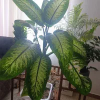دیفن باخیا بزرگ