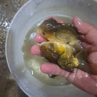 گلدفیش سایز ۴ اینچ قیمت مناسب|ماهی|اسلام‌شهر, شهرک مهدیه|دیوار