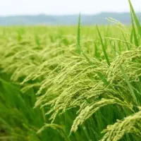 فروش زمین کشاورزی|فروش دفتر صنعتی، کشاورزی، تجاری|حمیدیه, |دیوار