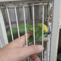 امازون پیشانی ابی