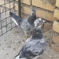 جفت گوره جوان