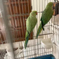 طوطی جفت ملنگو سال نخورده|پرنده|تهران, تهرانپارس شرقی|دیوار