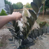 حراج گل زامیفولیا سوپر بلک و سبز
