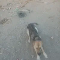 سگ جوان نر ژرمن معاوضه با بادی