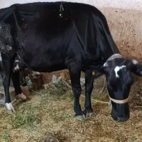 ...|حیوانات مزرعه|الیگودرز, |دیوار