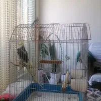 عروس هلندی