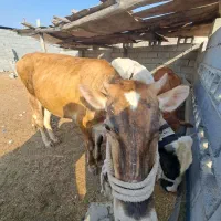 گاو|حیوانات مزرعه|بندرعباس, |دیوار