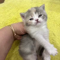 بریتیش و اسکاتیش