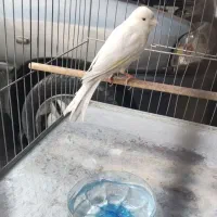 قناری نر مست مست|پرنده|فردوسیه, |دیوار