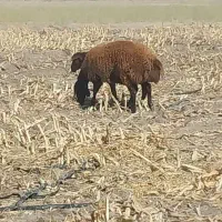 فروش دو راس شیشیک درجه 1