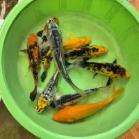 کوی پیش مولد ۲۵+