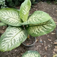 فروش انواع گل آپارتمانی سالم و قیمت مناسب