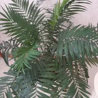 نخل شامادورا  بزرگ|گل و گیاه طبیعی|شیراز, معالی‌آباد|دیوار