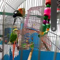 کوتوله نر بالغ دوتا