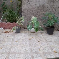 شفلرا ابلق|گل و گیاه طبیعی|آذرشهر, |دیوار