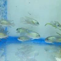 ماهی سچیلاید بلو آکارا و پرت پلار