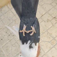 کبوتر یا کفتر دم سیاه|پرنده|شیراز, تندگویان|دیوار