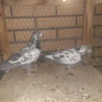 ۳ جفت قناری|پرنده|کاشان, باغ ماجد|دیوار