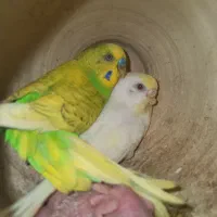 مرغ عشق باجوجه .وطوطی کوتوله|پرنده|میناب, |دیوار