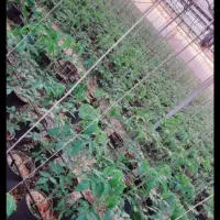 اجاره گلخانه