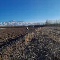 سگ سرابی ماده از7 نسل اصیل