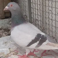 کبوتر سوسنی دورگه جوان