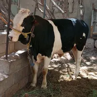 گوساله نر و بز پاکستانی|حیوانات مزرعه|کرمان, |دیوار
