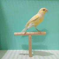 قناری ماده|پرنده|قم, شهرک امام حسن|دیوار