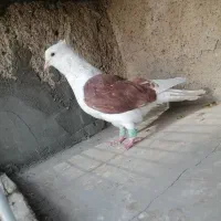 کفتر رنگی پرشی
