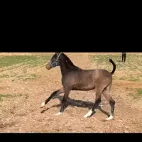 کره اسب کورد کره الوند