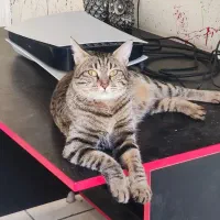 سرپرستی گربه DSH