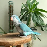 جوجه سرلاکی گرینچیک و راهب|پرنده|جهرم, |دیوار