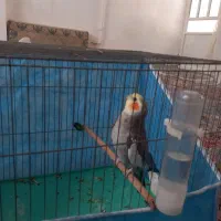 عروس هلندی