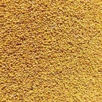 بذر یونجه مای پا اصلی