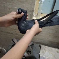 کبوتر|پرنده|خرمشهر, |دیوار