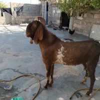 نر  بز هلندی بارنگ بندی خاص|حیوانات مزرعه|کرمانشاه, |دیوار