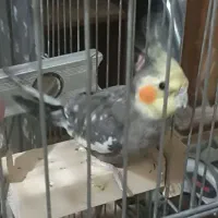 عروس هلندی مولد|پرنده|رباط‌کریم, نصیرشهر|دیوار