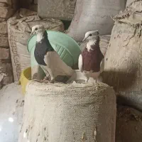 کفتر کبوتر