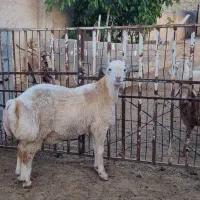 بره نرینه( مناسب جفت گیری)
